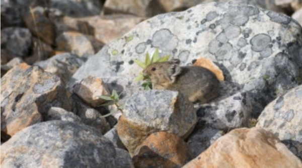 American pika