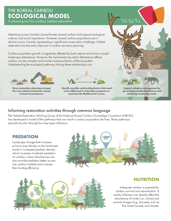 The Boreal Caribou Ecological Model - Infographic