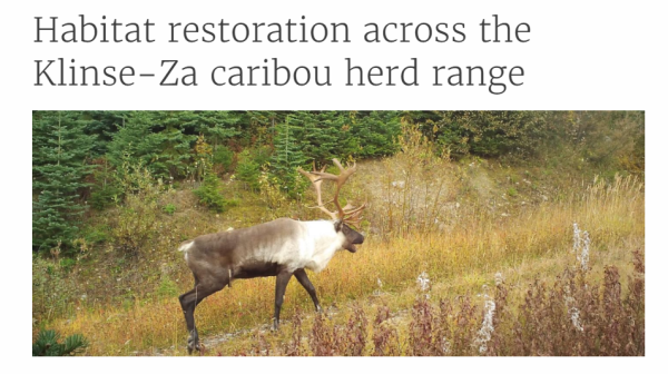 Photo of caribou for KLinse-Za Habitat Restoration project, used from the Habitat Conservation Trust Foundation website's project description