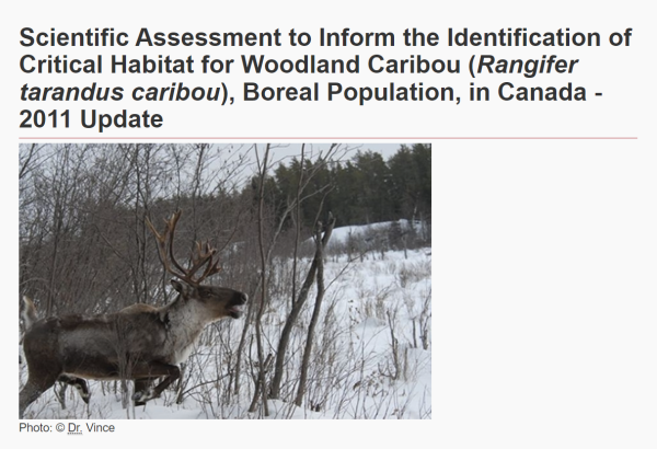 Report title and image of lone caribou