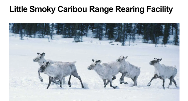 Image of Little Smoky caribou project