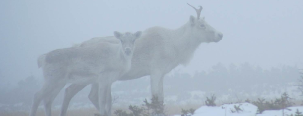 Caribou image