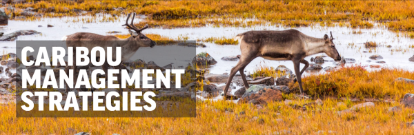 Website cover-CaribouMgtStrategies
