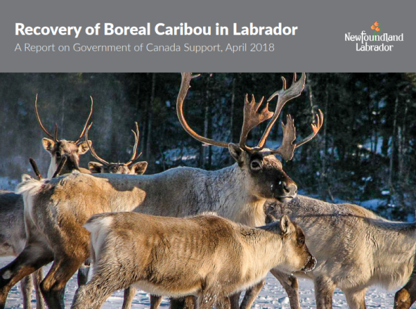 Cover of report Recovery of Boreal Caribou in Labrador