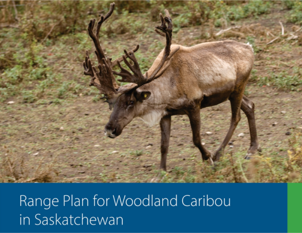 Cover - Range Plan for Woodland Caribou in Saskatchewan