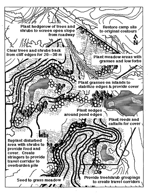 Revegetation strategies