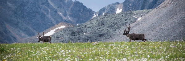 Two caribou in the Rocky Mtns