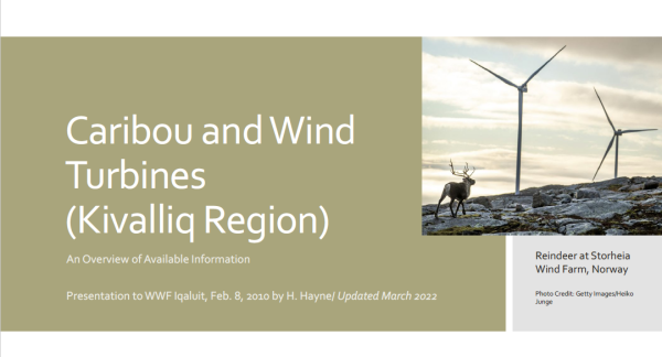 Presentation slide showing the title and a photo of a reindeer standing by two wind turbines