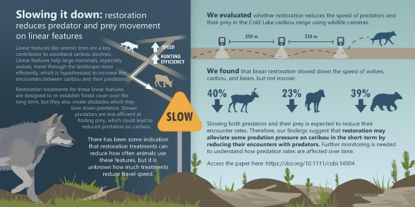 INFOGRAPHIC: Evaluating the impact of caribou habitat restoration on predator and prey movement