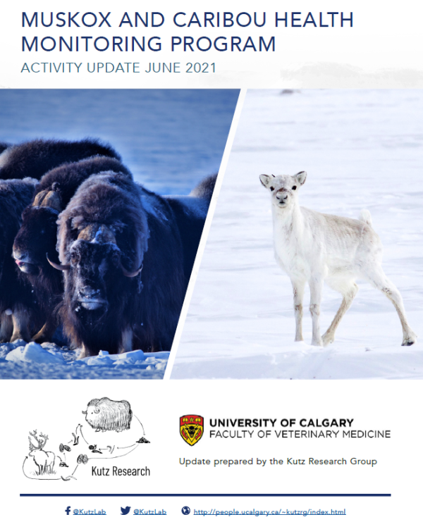 Report cover featuring photos of a muskox herd, and a young caribou, both in the snow