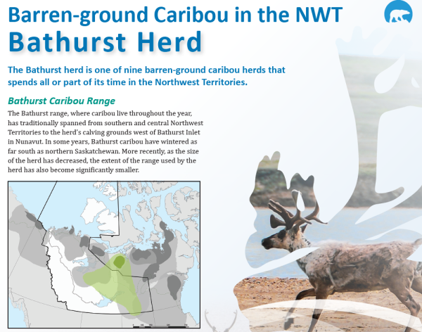 Fact sheet cover with paragraph about the Bathurst Caribou Herd, range map, and photo of 1 caribou