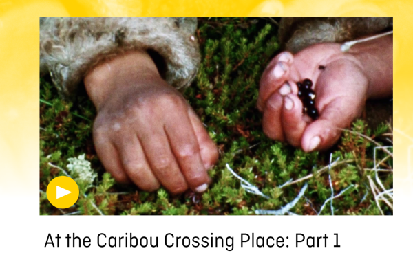 Image of two hands harvesting crowberries