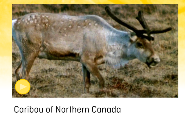 Image of caribou, from the side, takes up most of frame