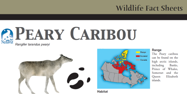 Cover of fact sheet with image of 1 caribou, a hoof print, and a range map in Arctic Canada