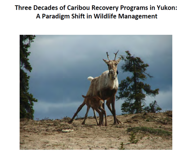 Photo of a mother caribou and baby nursing in a sparsely treed environment