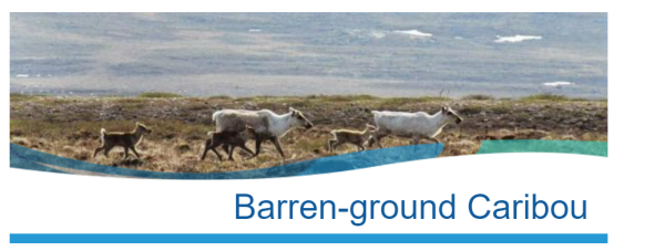 Image of two mature caribou and three young caribou walking on the tundra