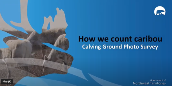 How we count caribou video still