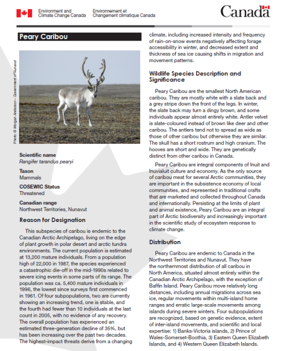 Fact sheet that is mainly text, with a photo of a caribou walking on the tundra in the top left corner