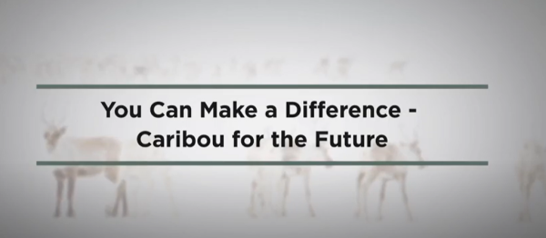 Washed out image of caribou standing in snowy background