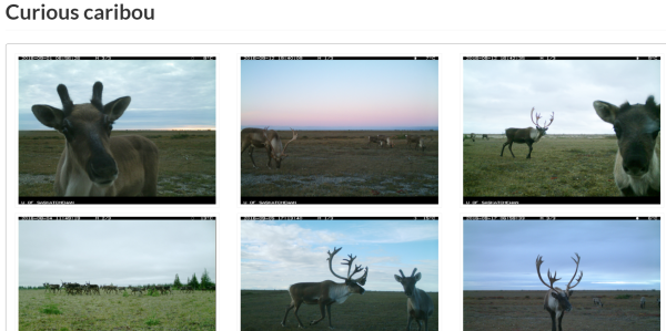A series of photos of caribou from the Park's camera