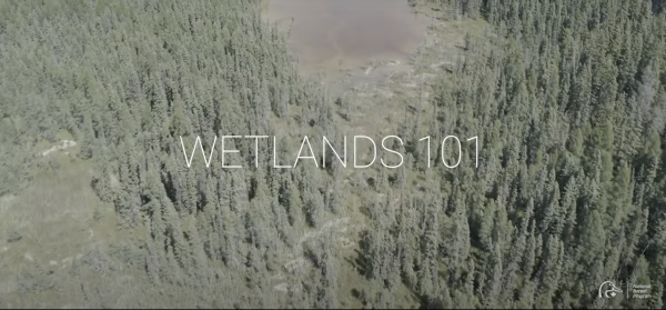 wetlands 101
