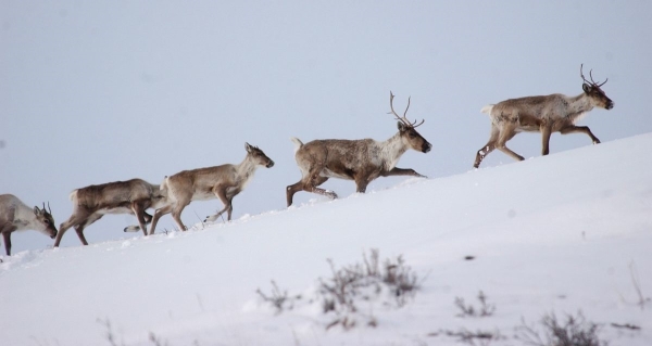 caribou