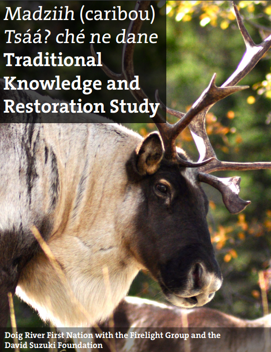 Madziih (caribou) Tsáá? ché ne dane - Traditional Knowledge and Restoration Study