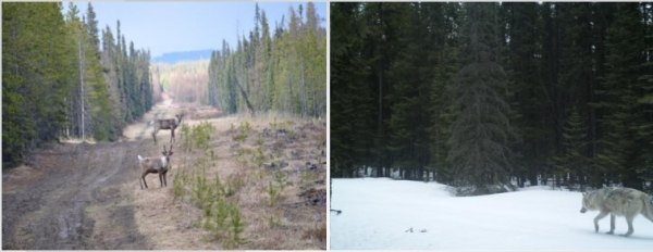 Caribou and wolf on seismic lines