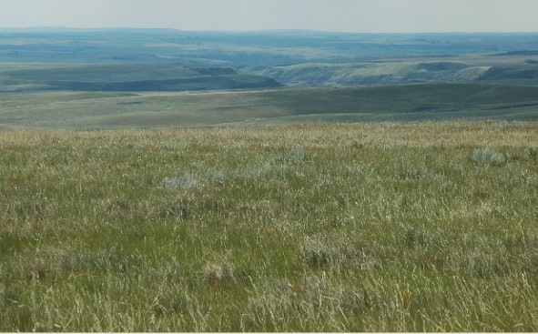 Northern Fescue Grassland