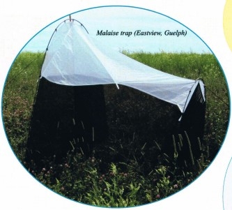 Malaise trap