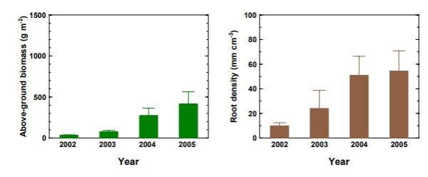 Biomass and root density over time