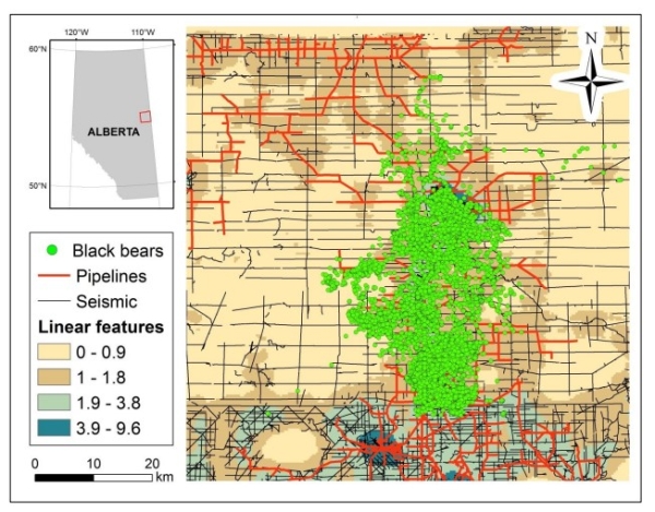 Black bears in Cold Lake