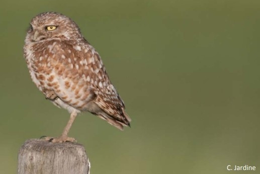 Burrowing owl