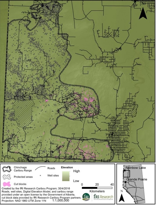 Caribou, roads and wellsites