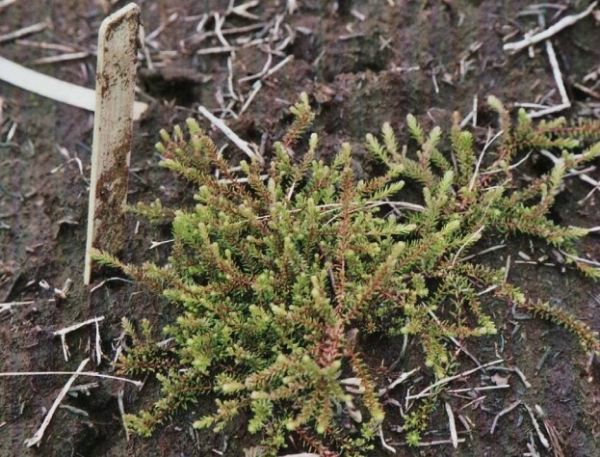Vegetative clump containing Empetrum set out at Squinces Bog, Bickerton West, Nova Scotia