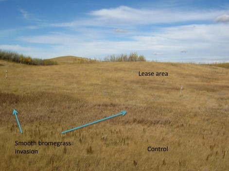 Reclaimed grassland wellsite