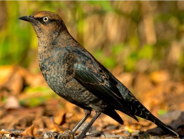 Rusty Blackbird