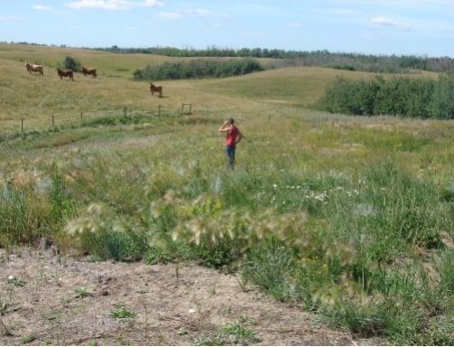 Seeded grassland wellsite