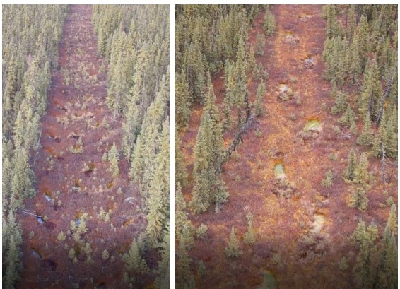 Seismic lines in bogs