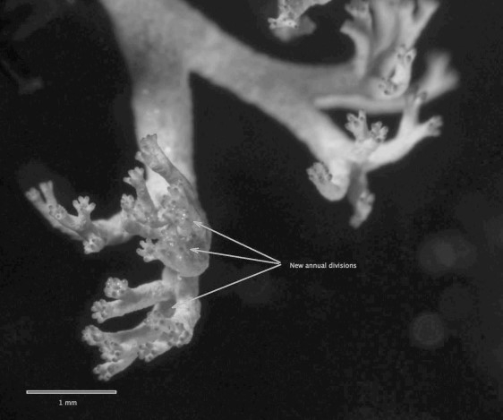 Transplanted lichen with new branches