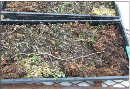 Vegetation emergence from live peat