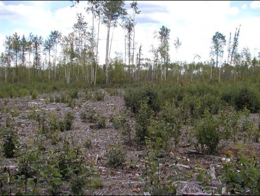 Contrast in natural tree regrowth between shallowly (right) and deeply (left) applied mulched woody debris