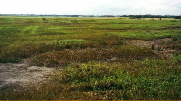 Wellsite with crude oil spill