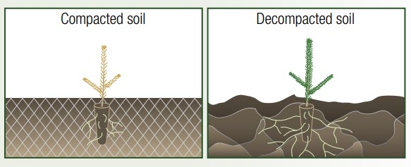 Diagram of compacted vs. decompacted soil
