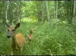 Camera trap deer