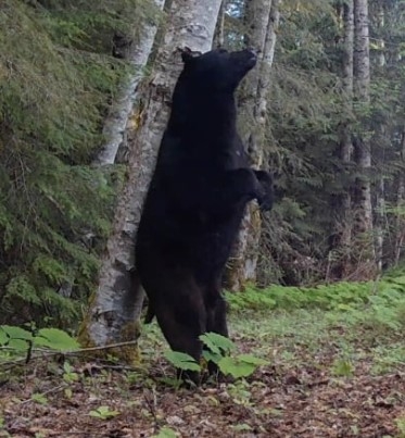 Bear tree rubbing