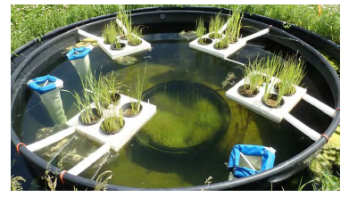 Aquatic Mesocosm