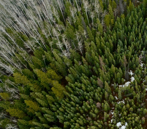 Aerial view of forest