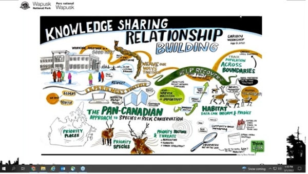 Cape Churchill caribou