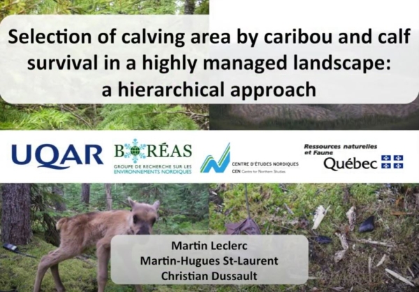 calve area carib prev.JPG